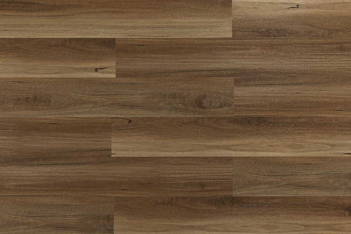 EVSPC – Spotted Gum
